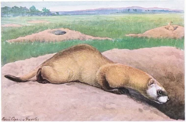 Black Footed Ferret, máscara preta, pés e ponta da cauda, um dos mamíferos mais raros da América